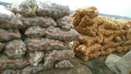 [荷蘭十五號種薯批發]荷蘭十五號種薯 一級原種價格1.5元/斤 2000斤起批